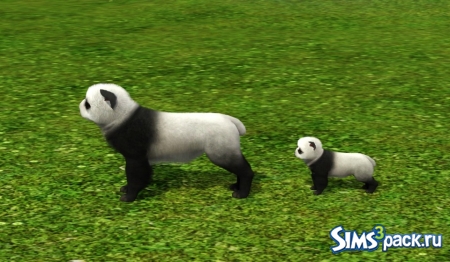 Большая и маленькая панда