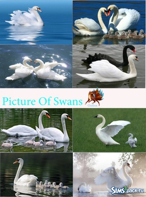 Picture Of Swans / Картины Лебеди