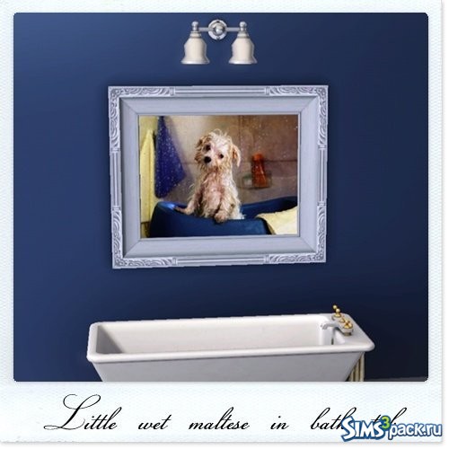Картина Little wet maltese in bath tub