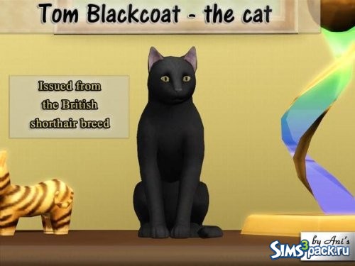 Британская короткошерстная кошка Tom Blackcoat от AniFlowersCreations