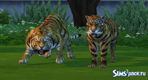Тигры от Noiranddarksims