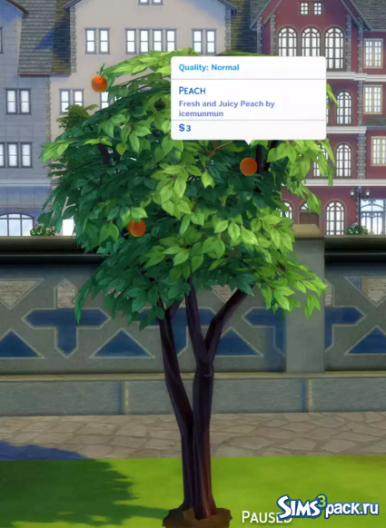Персиковое дерево 