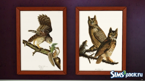 Картины Птицы Америки - Совы от PharaohHound
