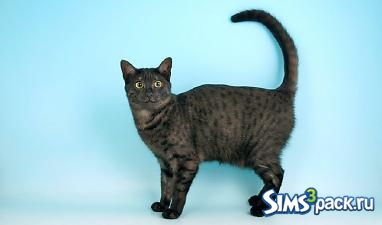 Чёрная египетская кошка от PharaohHound