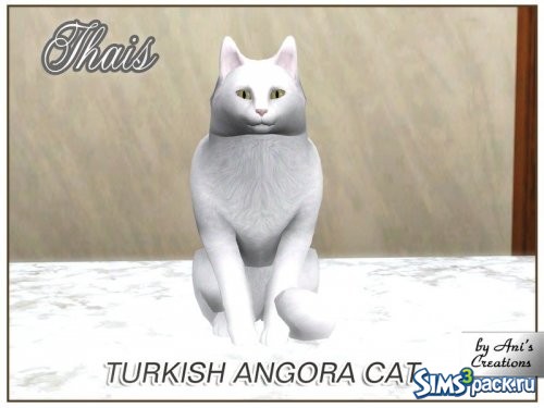 Турецкая ангорская кошечка Thais