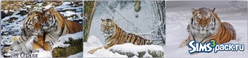 Set "Snow tiger" / Набор "Снежный тигр"