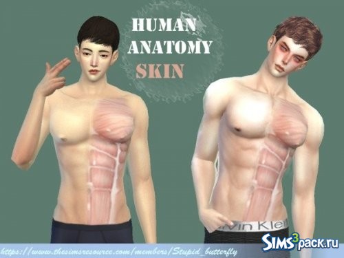 Скинтон Human anatomy от Stupid butterfly